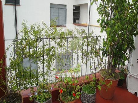 Las hermosas plantas en la terraza