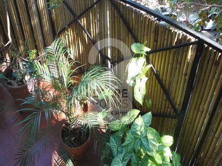 The plants in the balcony