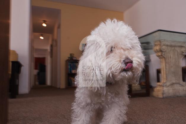 The beautiful dog in the apartment.